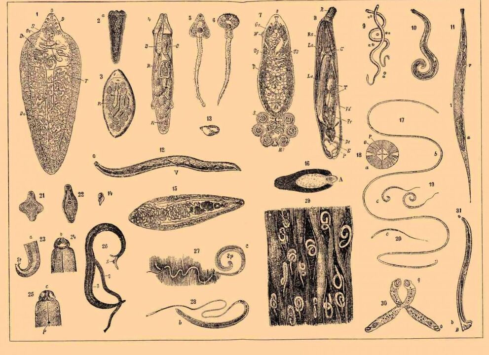 insan vücudunda yaşayan parazit türleri