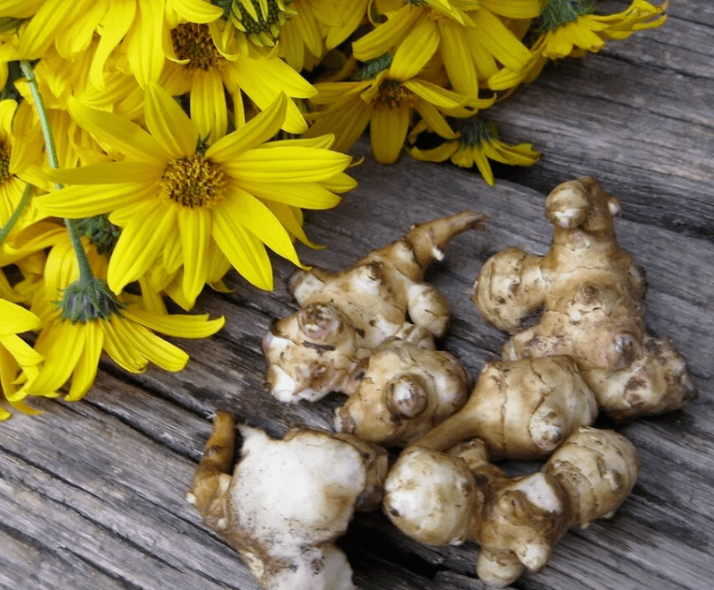 Parazitlere karşı taze sıkılmış meyve suyu hazırlamak için Kudüs enginarı