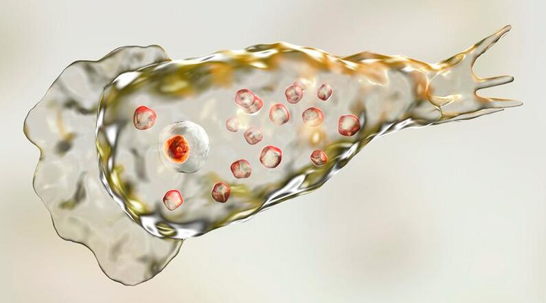 Amoeba Naegleria fowlera - insan beyninde yaşıyor ve ölümcül bir parazittir