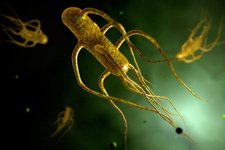 Salmonella insan bağırsağında yaşıyor