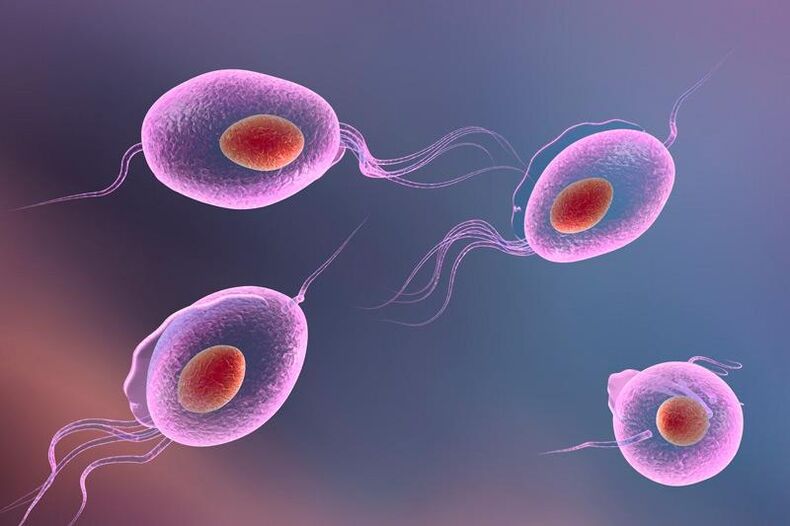 Trichomonas paraziti - insanın genitoüriner sisteminde yaşıyor