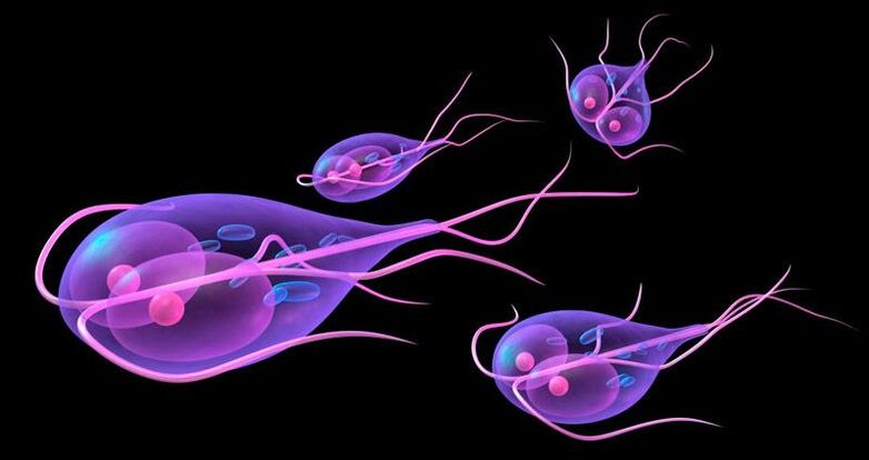 İnsanın ince bağırsağında yaşayan Giardia