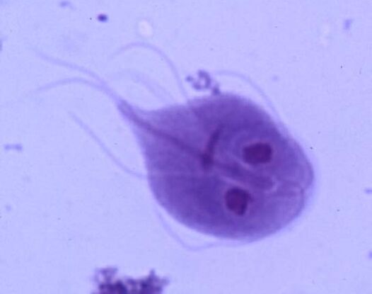 İnsan vücudundan Giardia